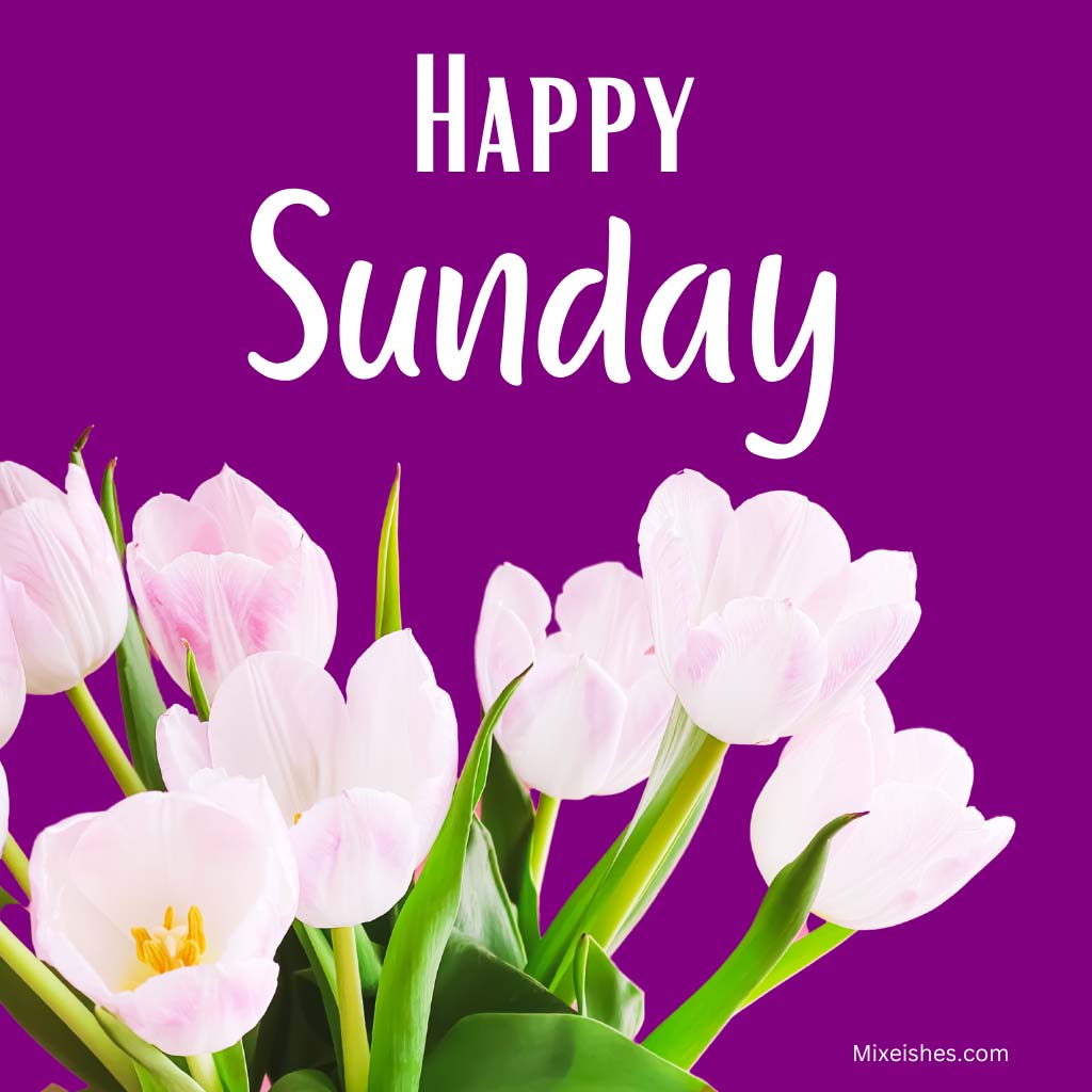 50+ Happy Sunday Wishes, Messages and Quotes 2023